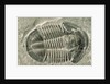 Trilobite Fossil by Anonymous