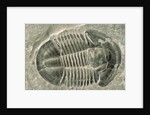 Trilobite Fossil by Anonymous