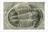 Trilobite Fossil by Anonymous