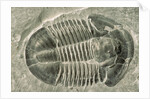 Trilobite Fossil by Anonymous