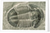 Trilobite Fossil by Anonymous