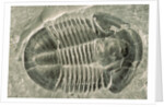 Trilobite Fossil by Anonymous
