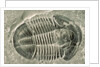 Trilobite Fossil by Anonymous