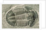 Trilobite Fossil by Anonymous