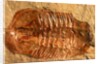 Trilobite Fossil by Anonymous