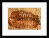 Trilobite Fossil by Anonymous