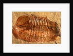 Trilobite Fossil by Anonymous
