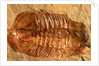 Trilobite Fossil by Anonymous