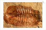 Trilobite Fossil by Anonymous