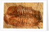 Trilobite Fossil by Anonymous