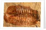 Trilobite Fossil by Anonymous
