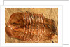 Trilobite Fossil by Anonymous