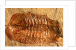 Trilobite Fossil by Anonymous