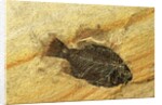 Fossil Fish by Anonymous