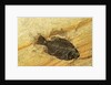 Fossil Fish by Anonymous