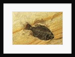 Fossil Fish by Anonymous