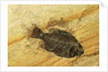 Fossil Fish by Anonymous