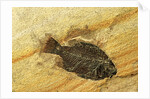 Fossil Fish by Anonymous