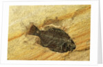 Fossil Fish by Anonymous