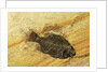Fossil Fish by Anonymous