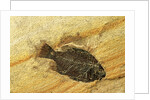 Fossil Fish by Anonymous