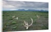 Caribou Skulls Left by Hunters by Anonymous