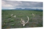 Caribou Skulls Left by Hunters by Anonymous