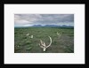 Caribou Skulls Left by Hunters by Anonymous