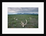 Caribou Skulls Left by Hunters by Anonymous