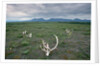 Caribou Skulls Left by Hunters by Anonymous