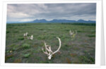 Caribou Skulls Left by Hunters by Anonymous