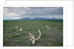 Caribou Skulls Left by Hunters by Anonymous