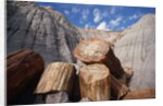 Petrified Logs by Anonymous