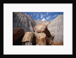 Petrified Logs by Anonymous