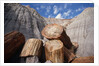 Petrified Logs by Anonymous