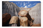 Petrified Logs by Anonymous