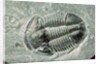 Trilobite Fossil by Anonymous