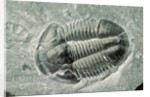 Trilobite Fossil by Anonymous