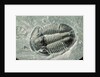 Trilobite Fossil by Anonymous