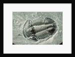Trilobite Fossil by Anonymous
