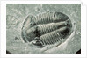 Trilobite Fossil by Anonymous