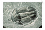 Trilobite Fossil by Anonymous