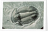 Trilobite Fossil by Anonymous
