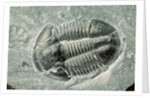 Trilobite Fossil by Anonymous