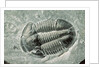 Trilobite Fossil by Anonymous