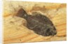 Fish Fossil by Anonymous