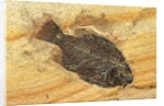 Fish Fossil by Anonymous