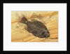 Fish Fossil by Anonymous