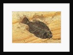 Fish Fossil by Anonymous