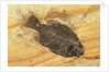 Fish Fossil by Anonymous